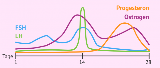 Imagen: Geschlechtshormone im Menstruationszyklus