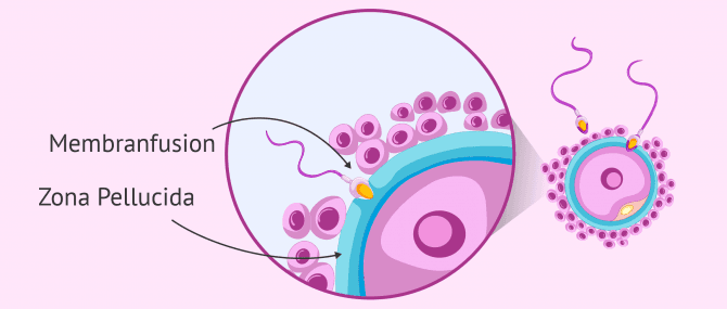 Imagen: Membranfusion der Eizelle und Spermium