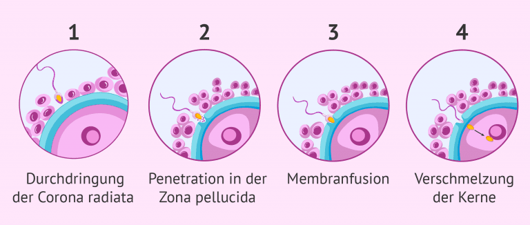 Eintritt der Spermien in die Eizelle bei der Befruchtung