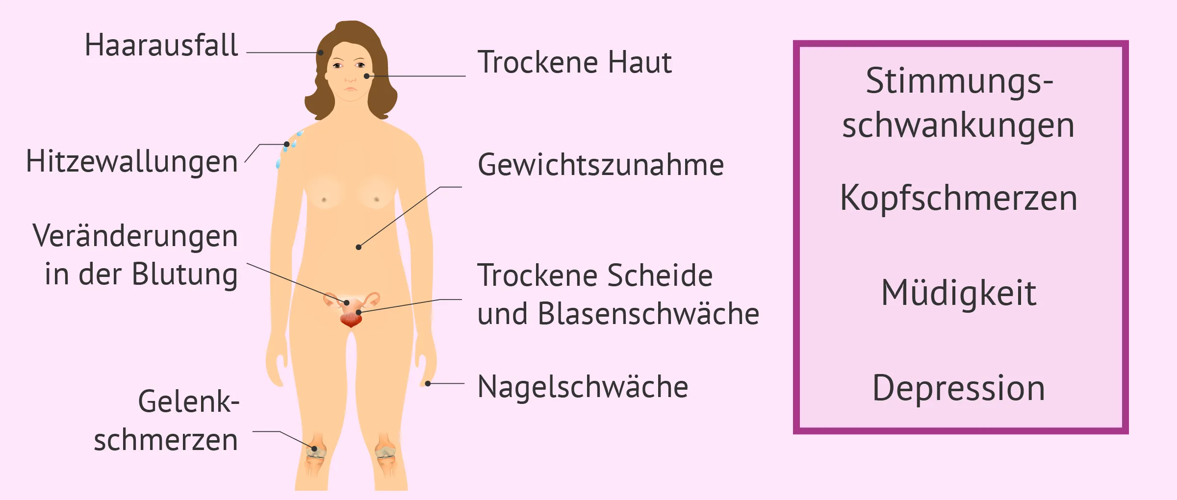 Wechseljahre bei Frauen: Symptome, Zeitpunkt und Behandlung