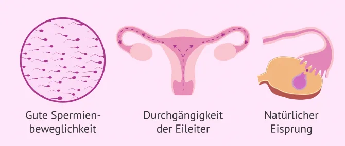 Wie erfolgreich ist die knstliche Befruchtung?