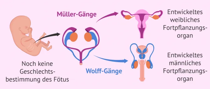 Zweck des Anti-Mller-Hormons in der Fruchtbarkeitsuntersuchung