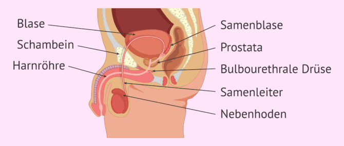 Imagen: Innere Organe im männlichen Fortpflanzungssystem