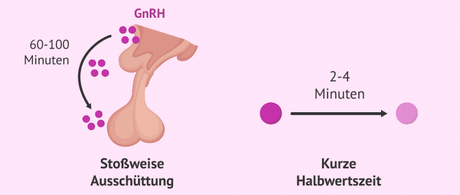 Imagen: Merkmale von GnRH