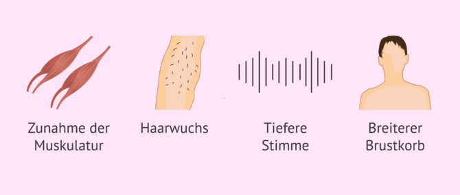 Imagen: Wie verläuft die sexuelle Entwicklung beim Mann?