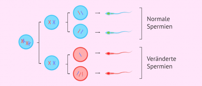 Imagen: Spermatogenese und Meiose