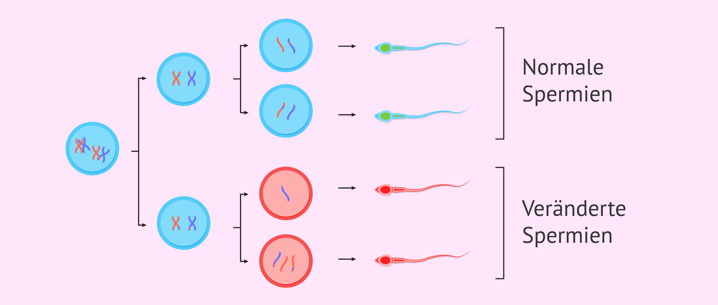 Was ist die Spermatogenese?
