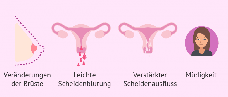 Wie Viel Scharmlippen Hat Eine Frau www.invitra.de