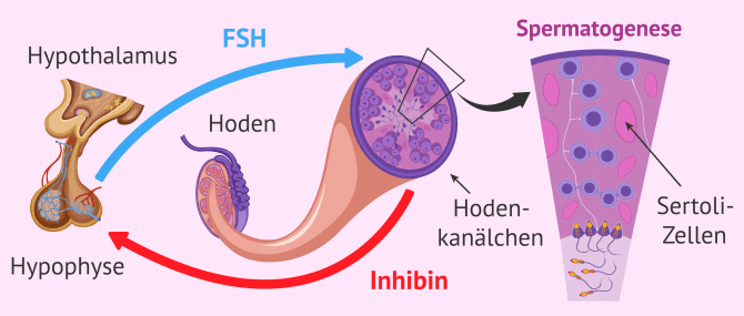 Imagen: Regulierung der Spermatogenese durch FSH
