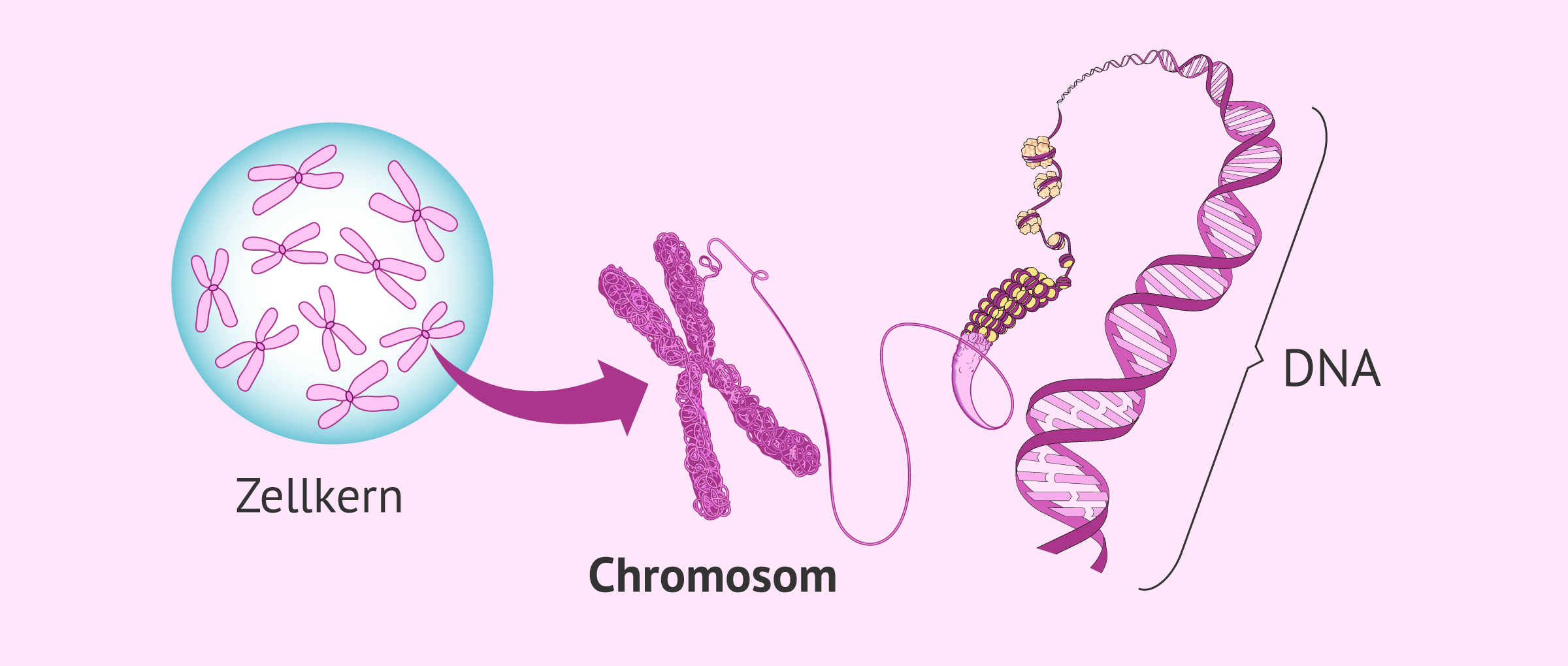 So sieht ein Chromosom aus