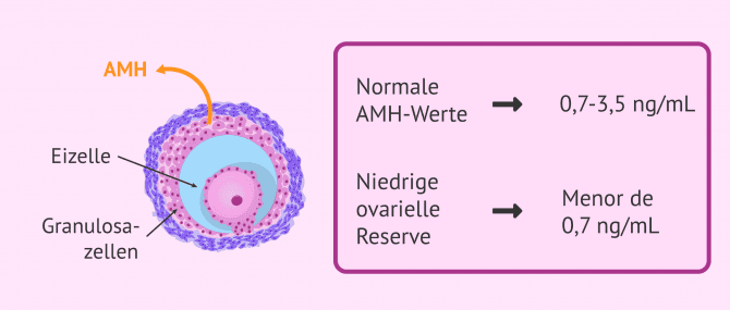 Imagen: Anti-Mullerian-Hormon (AMH)-Sekretion
