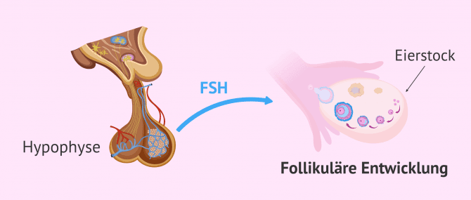 Imagen: FSH ist für die Follikelentwicklung verantwortlich.