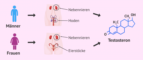 pickel durch testosteron
