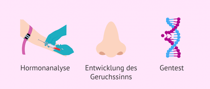 Imagen: Kallmann-Syndrom diagnostizieren