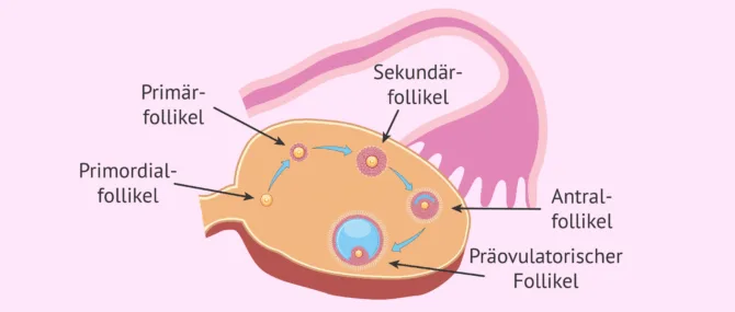 Imagen: Entwicklung der Ovarialfollikel