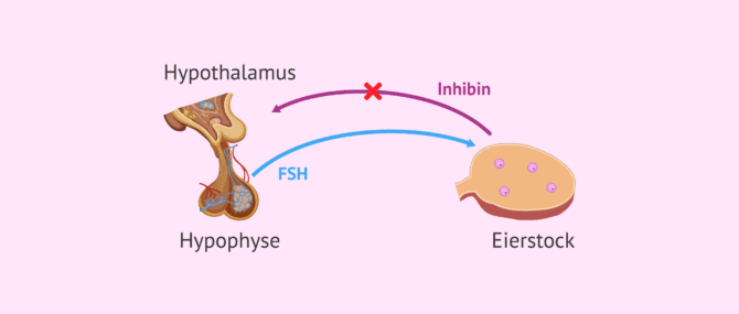 Imagen: Funktion von Inhibin B