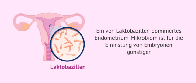 Imagen: Laktobazillen und Embryonenimplantation