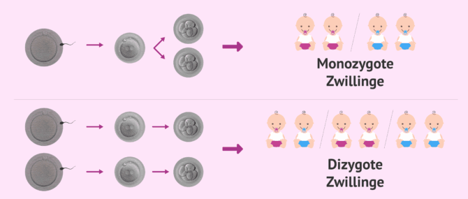 Imagen: Unterschied zwischen eineiigen und zweieiigen Zwillingen