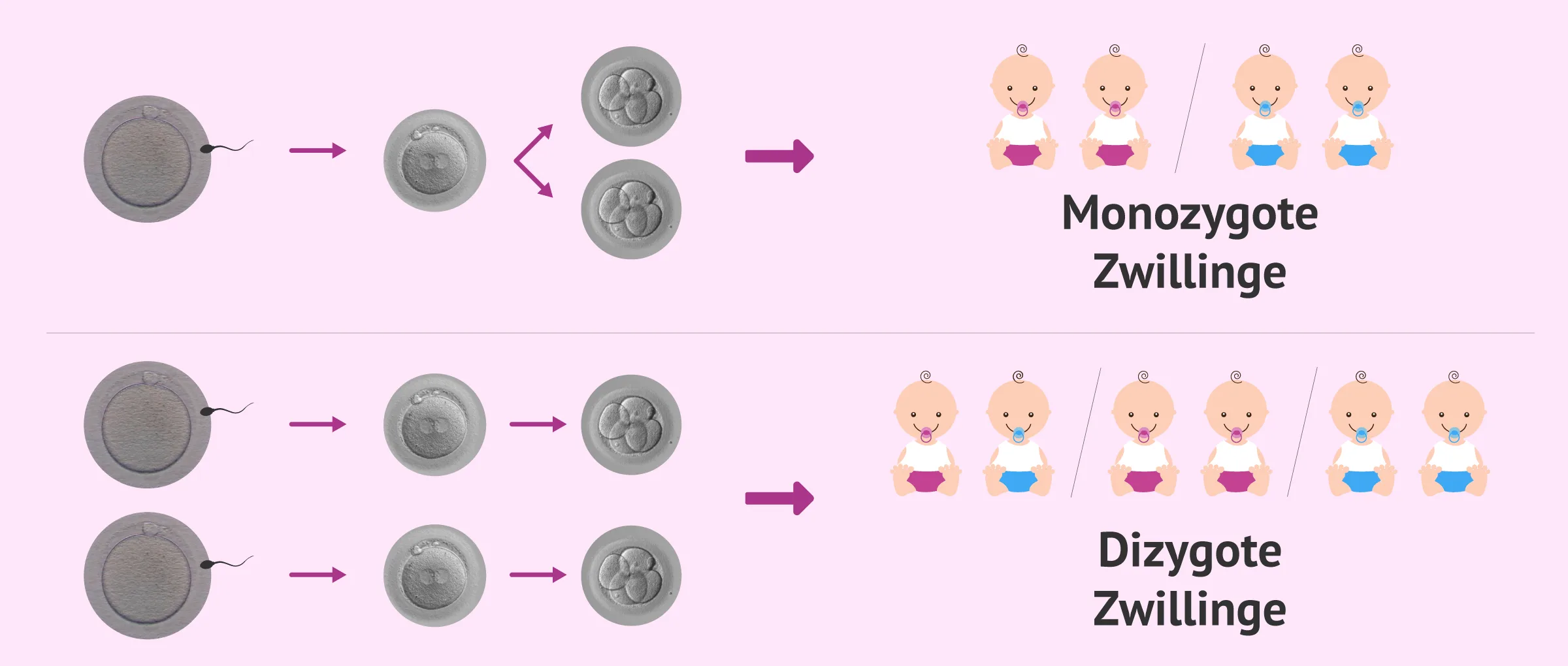 Wahrscheinlichkeit von Zwillingen bei IVF und knstlicher Befruchtung