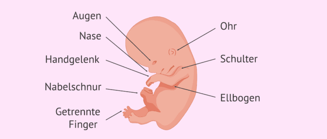 Imagen: Zustand des Embryos in der 9. Schwangerschaftswoche