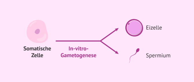 Imagen: Nutzen der In-vitro-Gametogenese