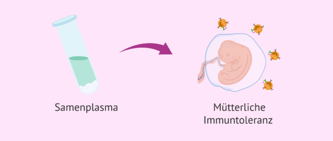 Imagen: Seminalplasma und mütterliche Immuntoleranz