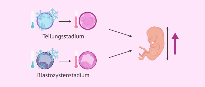 Imagen: Beeinflusst das Embryonalstadium das fetale Wachstum?