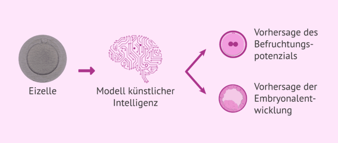 Imagen: Welche Informationen kann die KI für die Eizellenauswahl liefern?