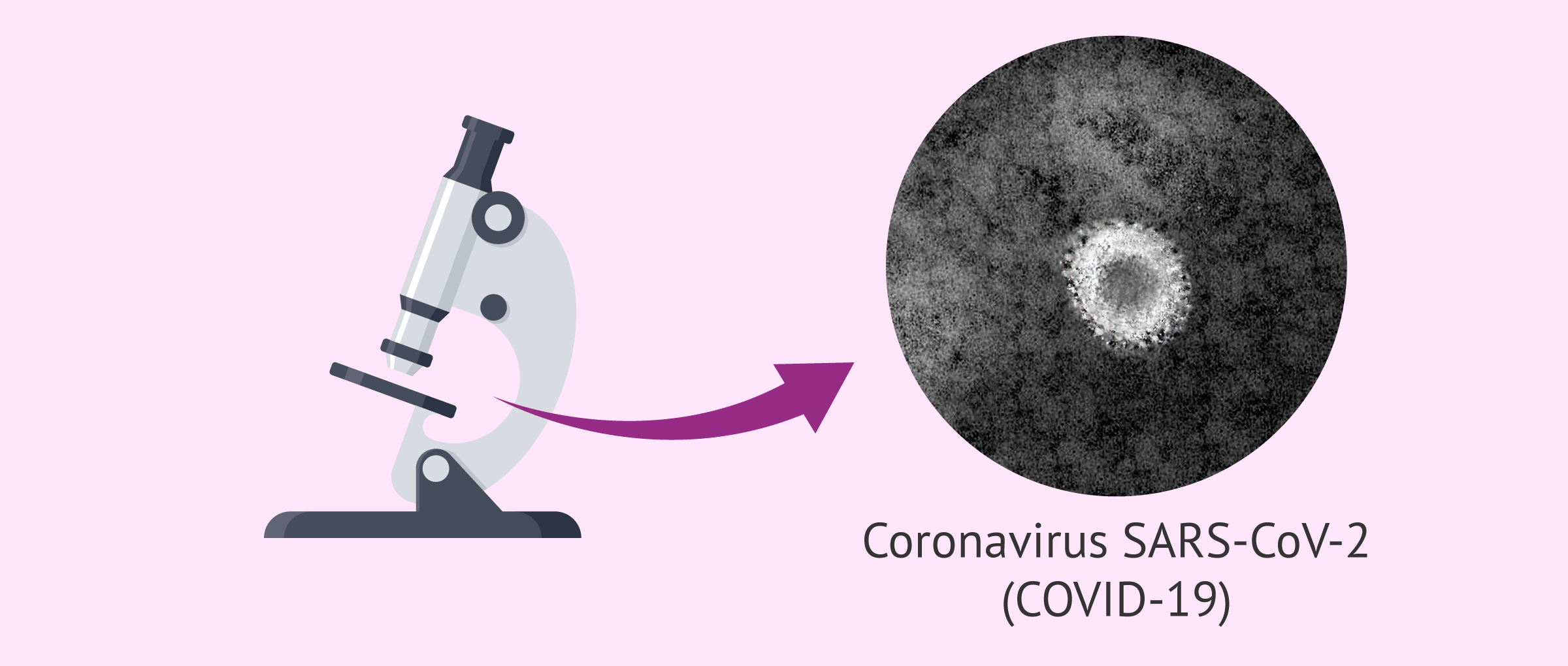 Darstellung des Coronavirus unter dem Mikroskop.