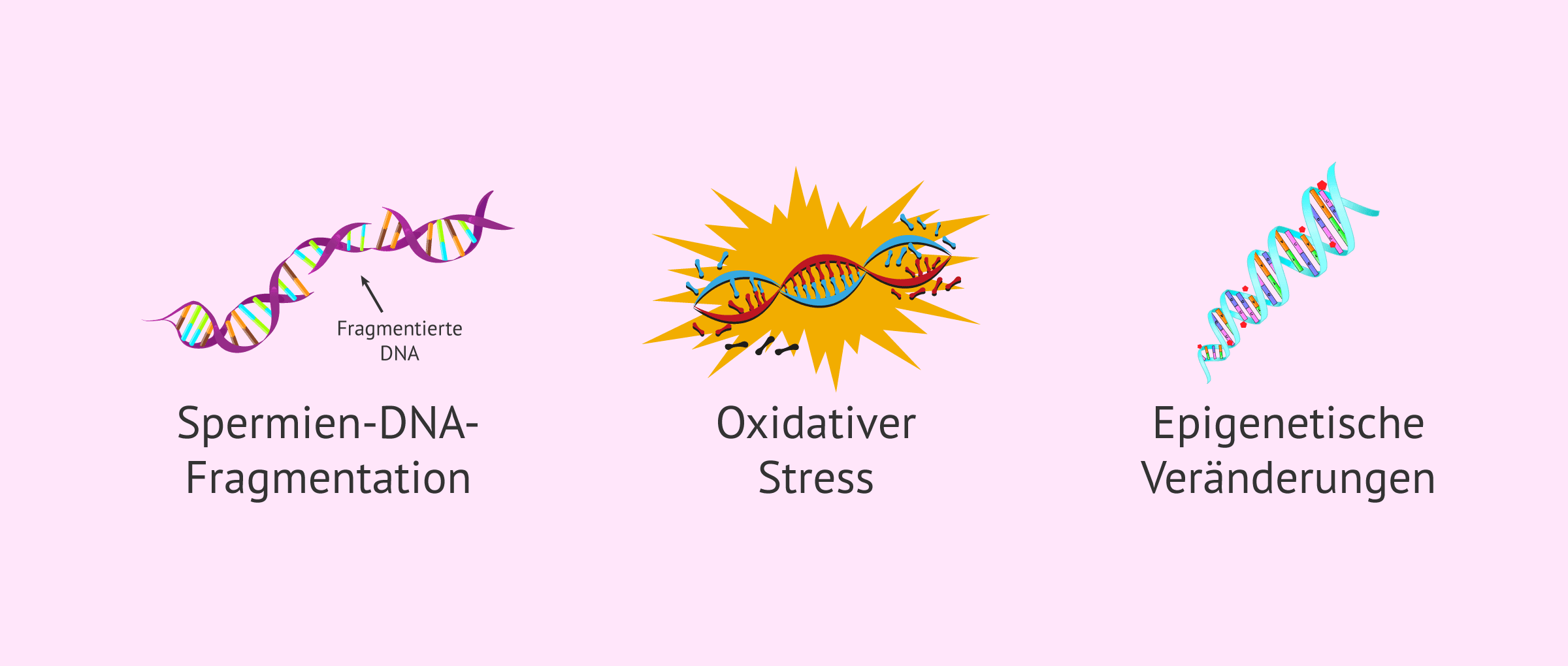 Väterliches Alter und assistierte Reproduktion: Auswirkungen und Ratschläge