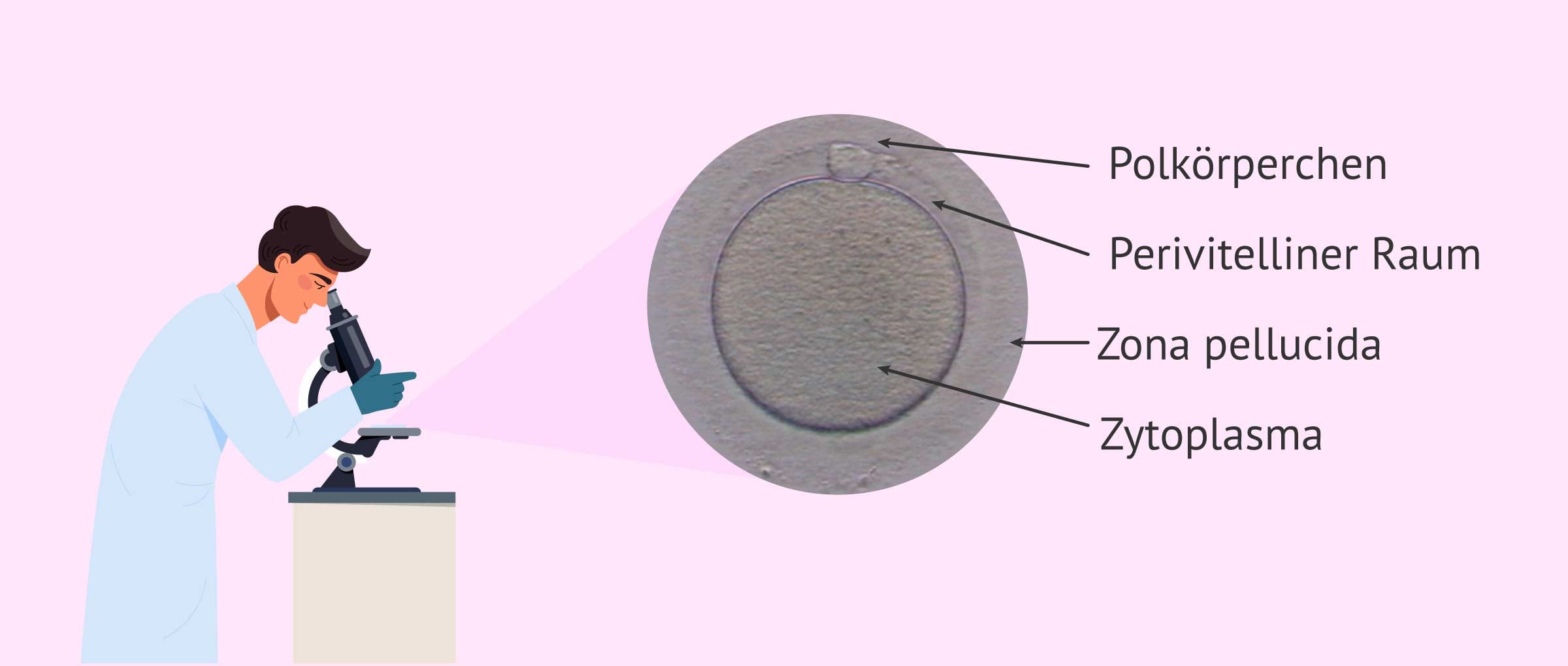 Imagen: Beurteilung der Morphologie der Eizellen
