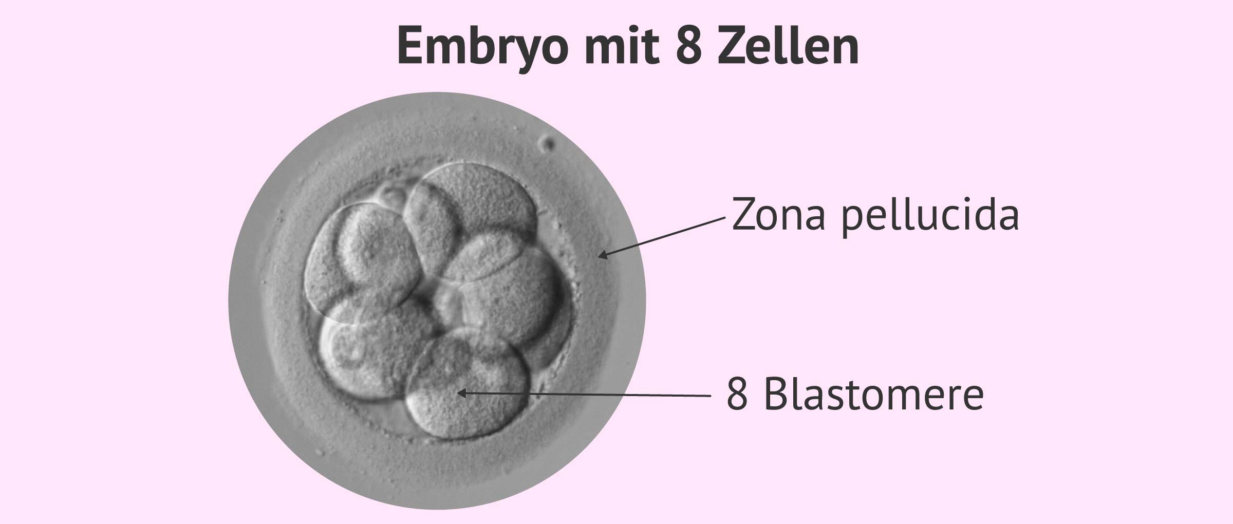 Embryo am 3. Tag mit 8 Zellen