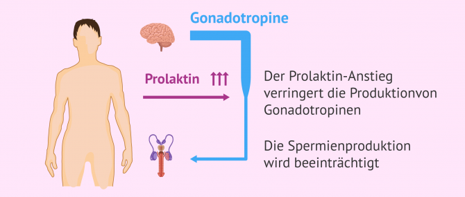 Imagen: Schema zur Wirkungsweise der Hyperprolaktinämie