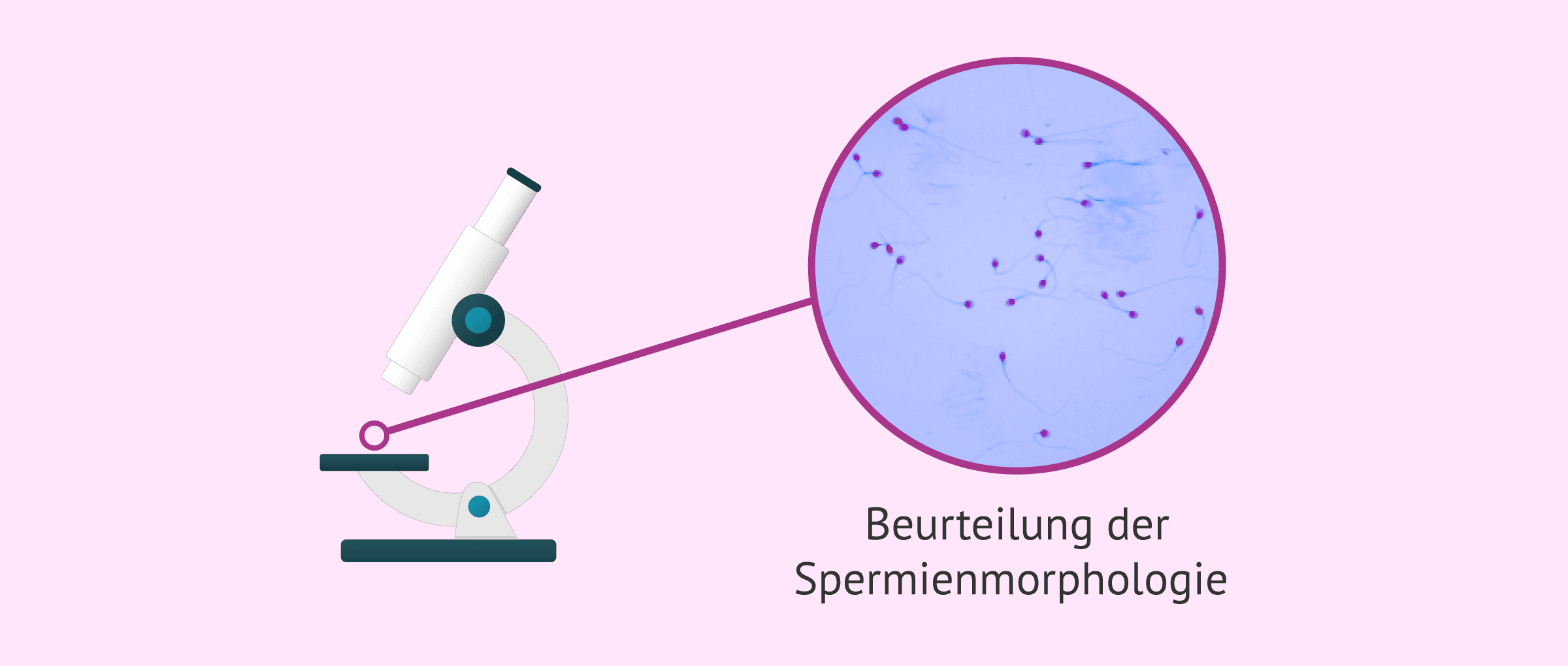 Imagen: Beurteilung der Spermienmorphologie