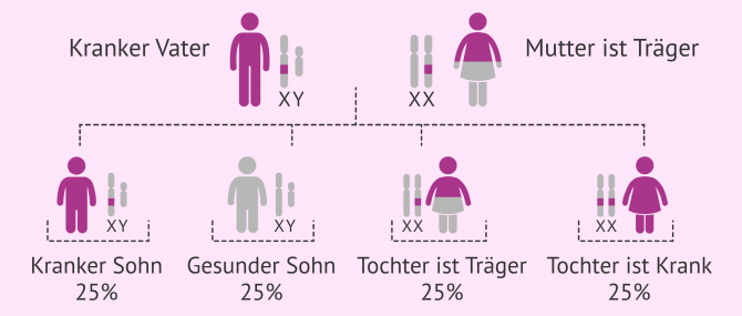 Imagen: Vererbung von rezessiven X-chromosomal vererbten Krankheiten