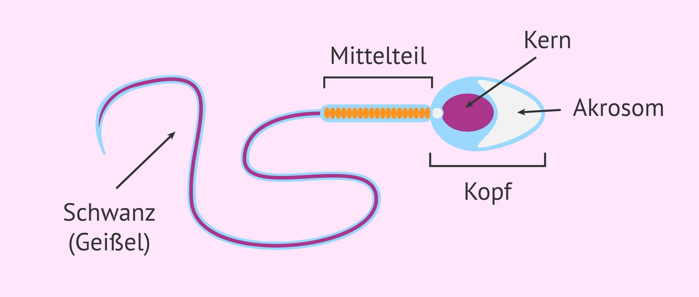 Imagen: Spermium mit normaler Morphologie