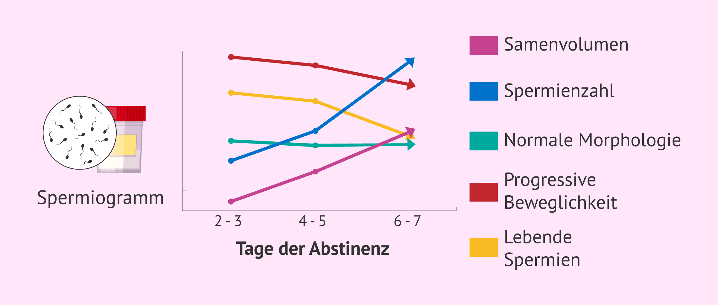 Wie wirkt sich sexuelle Abstinenz auf die Spermienqualität aus?