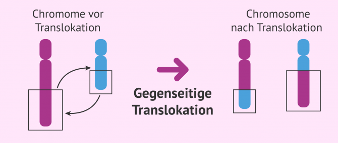 Imagen: Austausch von Fragmenten zwischen Chromosomen