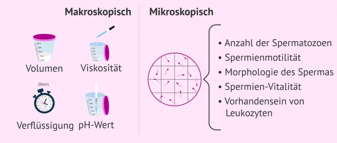 Imagen: Basis-Samenogramm mit makroskopischen und mikroskopischen Parametern