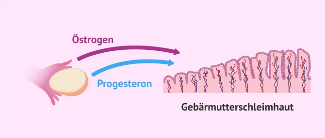 Welche Symptome tauchen nach einem Embryotransfer auf?