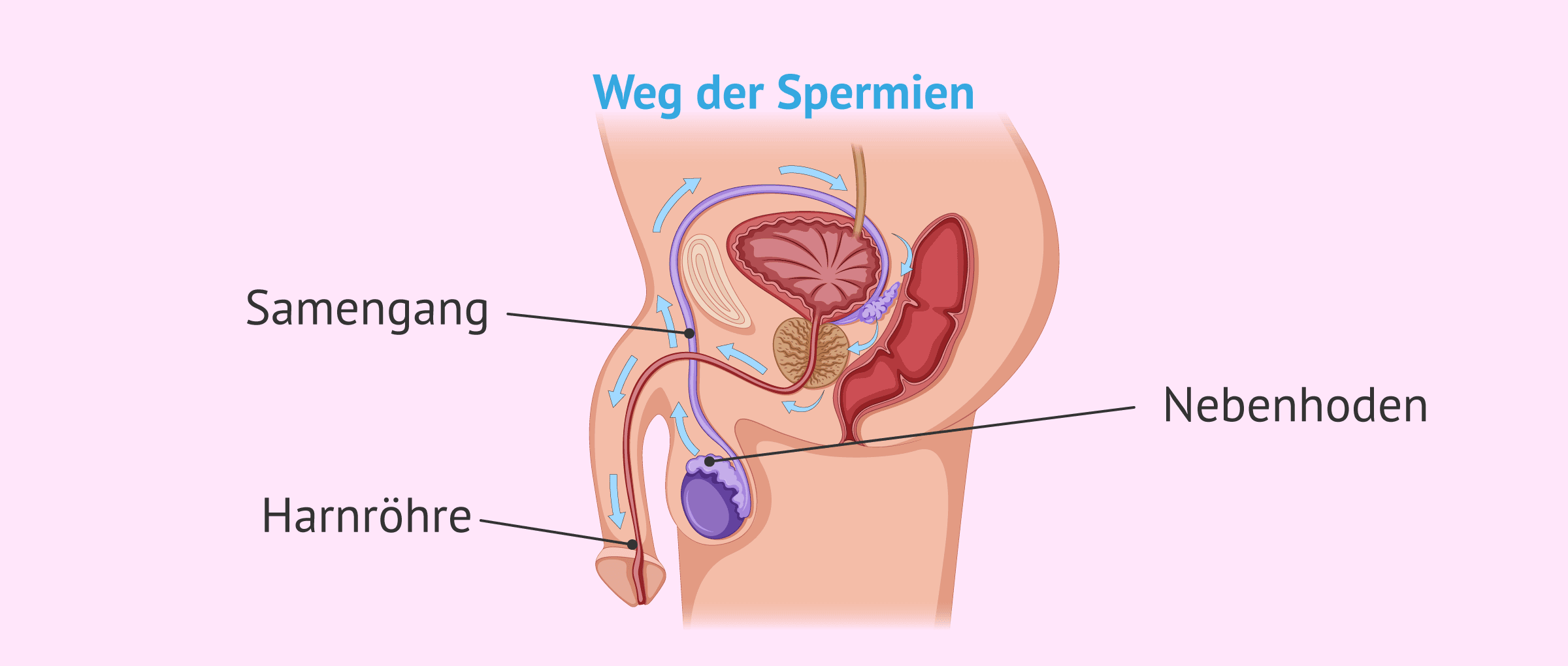 Imagen: Samenwege für den Sperminentransport