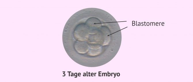 Imagen: embryo tag 3 blastomer