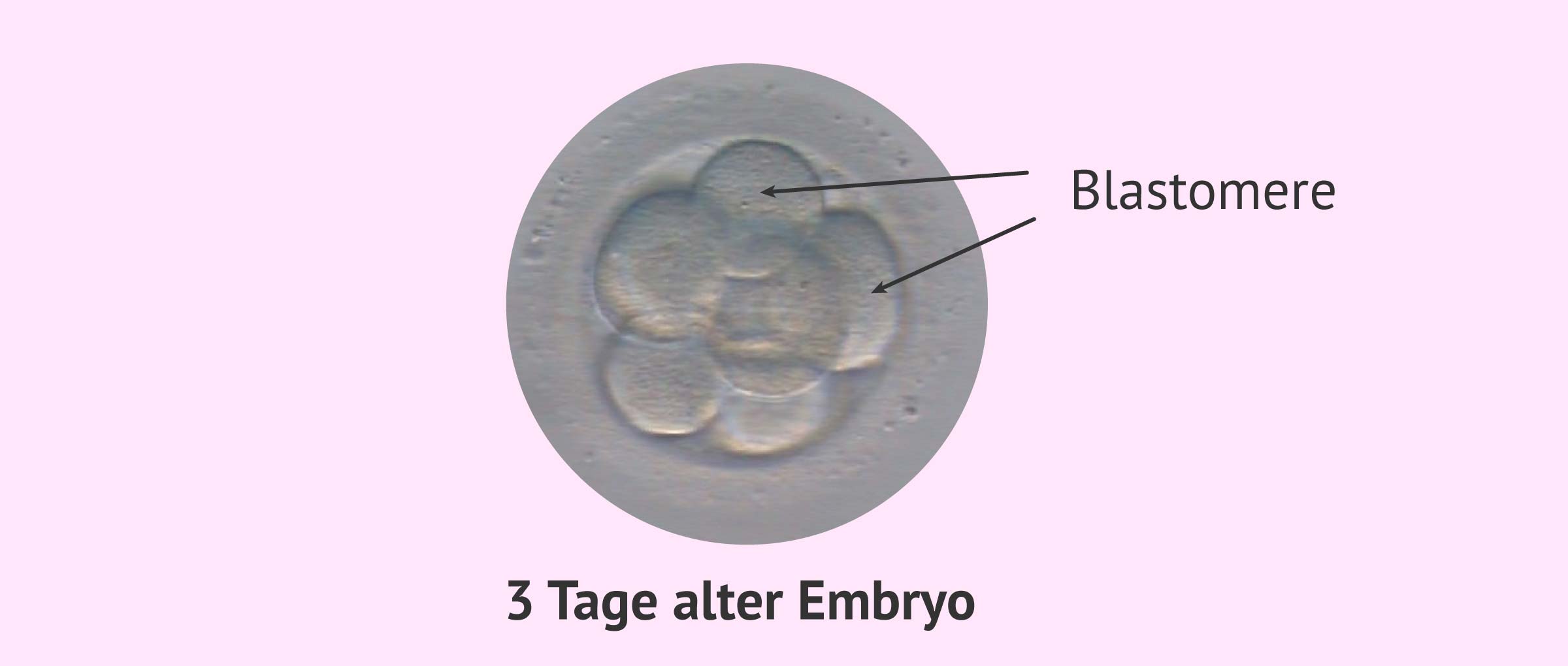 embryo tag 3 blastomer