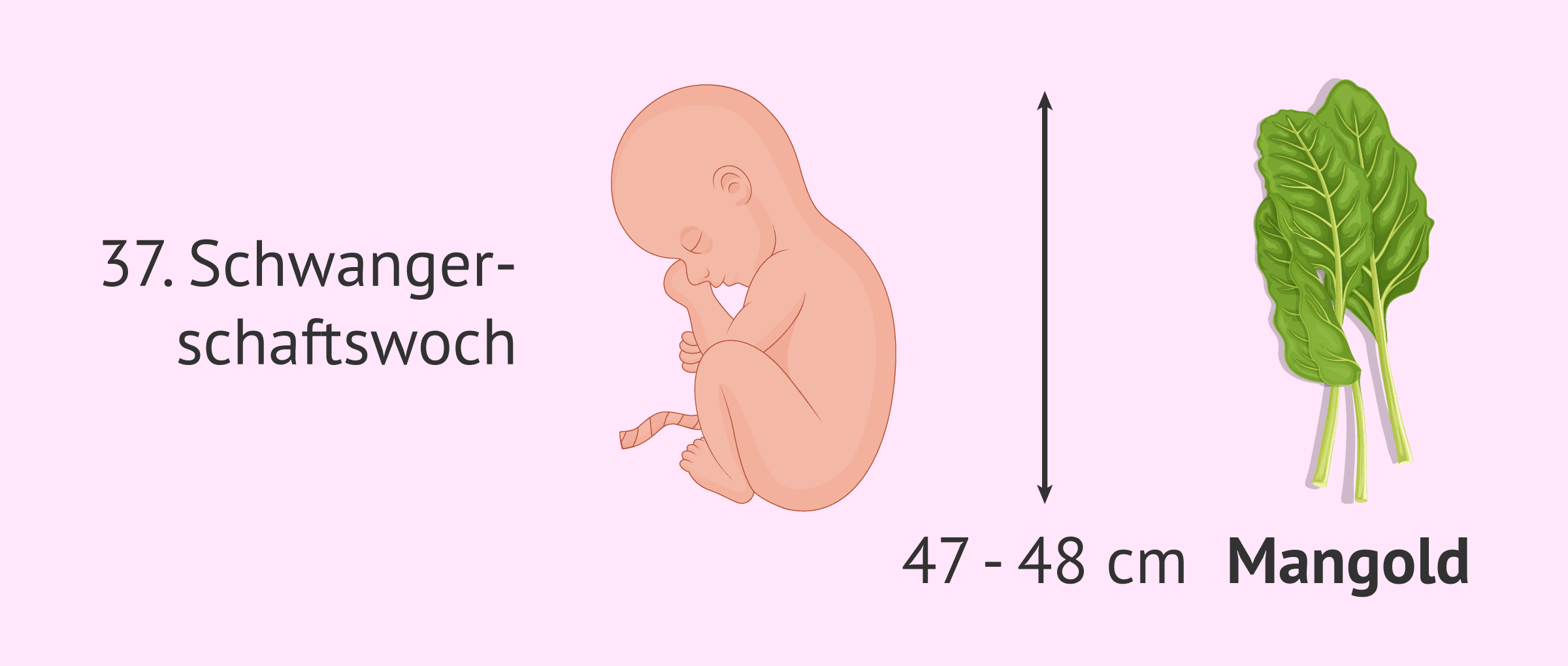 37. Schwangerschaftswoche: Welche Veränderungen gibt es beim Baby und bei der Mutter?