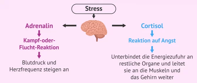 Imagen: Auswirkungen von Stress auf Körper