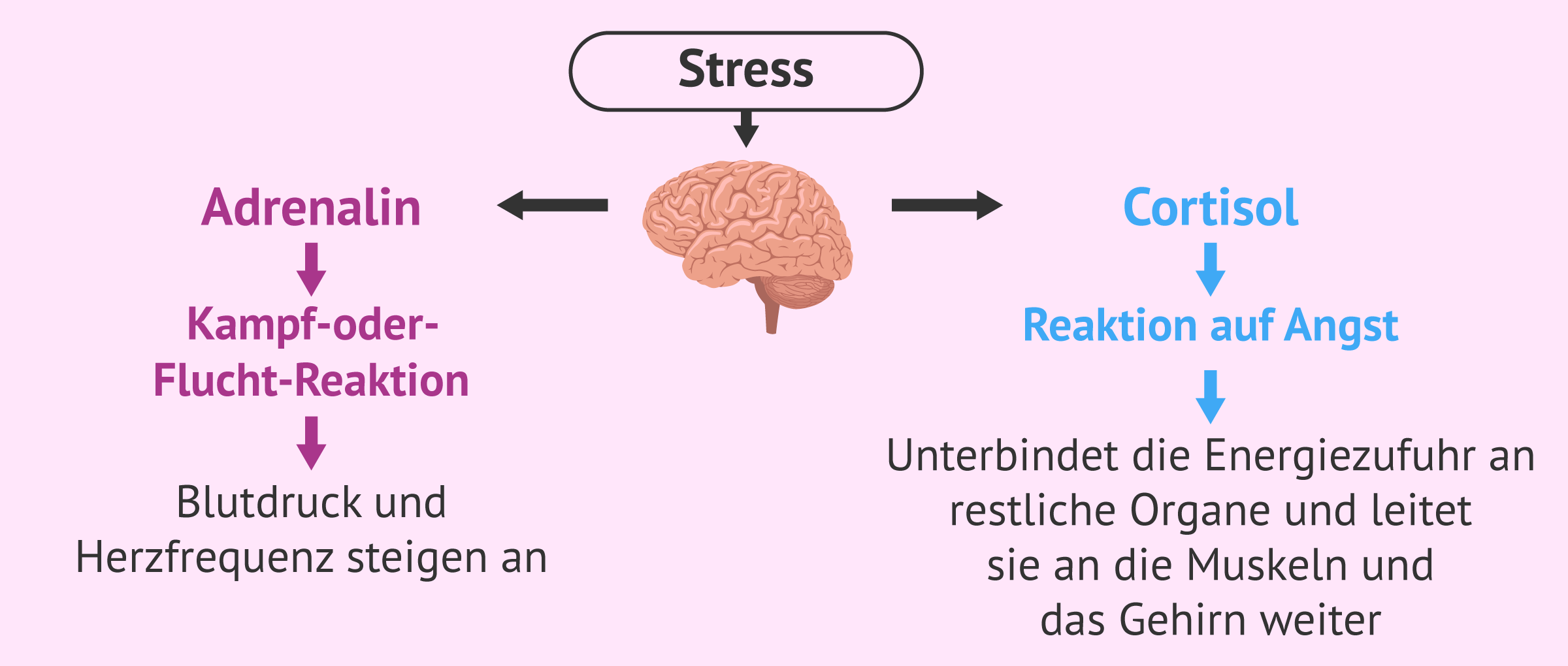 Auswirkungen von Stress auf Körper