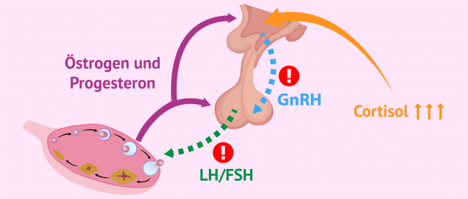 Imagen: Veränderungen in der Hypothalamus-Hypophysen-Ovarien-Achse bei Frauen mit Stress
