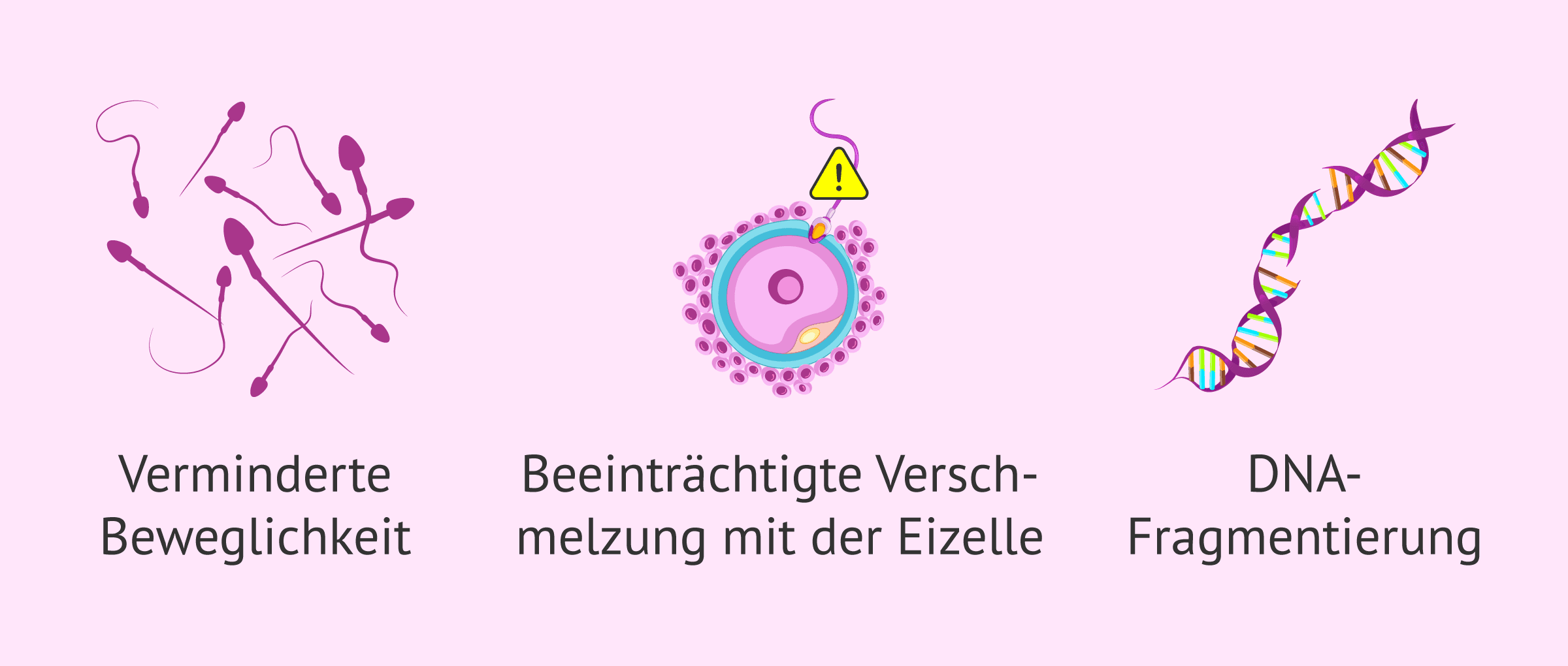 Imagen: Schäden an Spermien durch oxidativen Stress