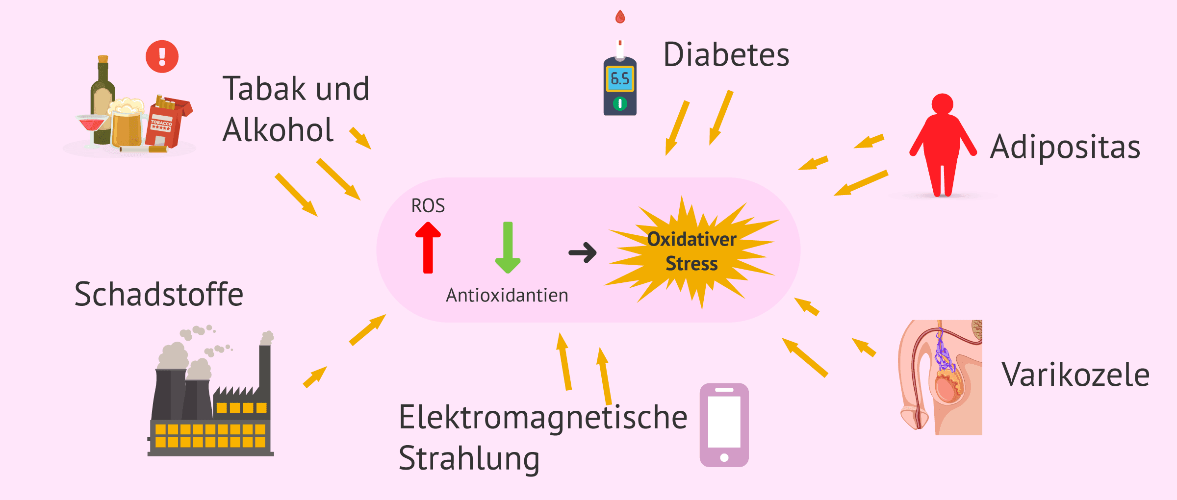 Was ist oxidativer Stress und wie wirkt er sich auf die männliche Fruchtbarkeit aus?