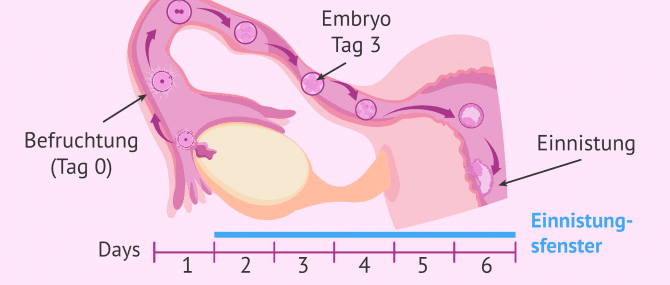 Imagen: Befruchtung und Einnistungsfenster